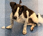 Small #1 Basset Hound
