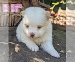 Small Photo #7 Pomeranian Puppy For Sale in COMER, GA, USA