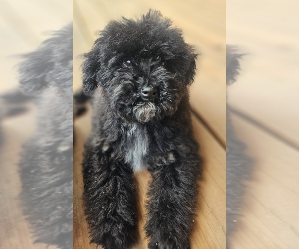 Medium Photo #1 Goldendoodle (Miniature) Puppy For Sale in COLVILLE, WA, USA