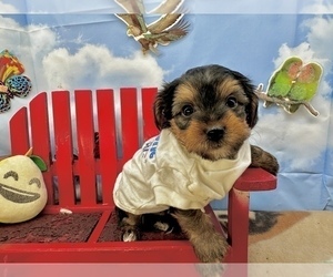 YorkiePoo Puppy for sale in CASSVILLE, MO, USA