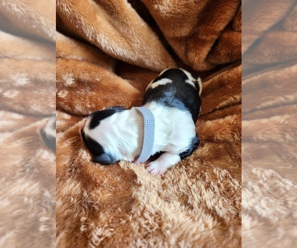 Medium Photo #9 Sheepadoodle Puppy For Sale in LEHI, UT, USA