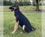 Small #4 German Shepherd Dog