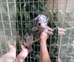 Small Photo #7 Great Dane Puppy For Sale in BEAUMONT, CA, USA