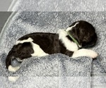 Small Photo #12 Goldendoodle Puppy For Sale in HOWARD CITY, MI, USA