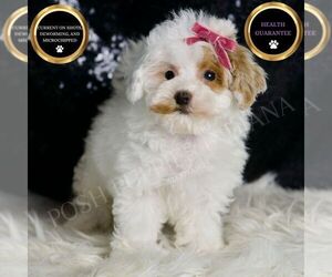 Maltipoo Puppy for sale in WARSAW, IN, USA