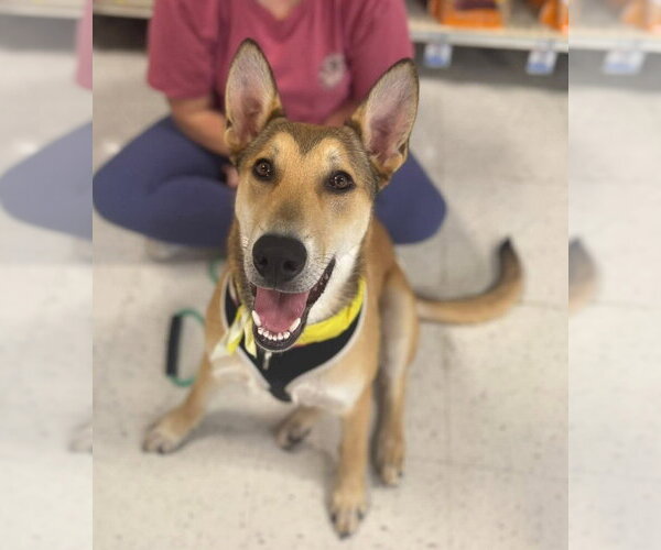 Medium Photo #26 German Shepherd Dog-Unknown Mix Puppy For Sale in Holly Springs, NC, USA