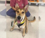Small #25 German Shepherd Dog Mix