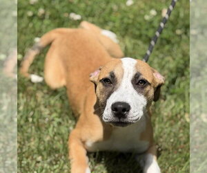 Mutt Dogs for adoption in Yardley, PA, USA