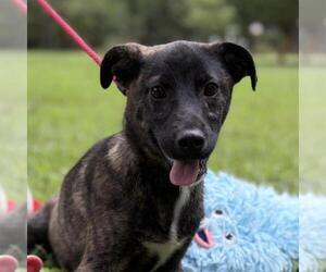 Labrador Retriever-Unknown Mix Dogs for adoption in Yardley, PA, USA