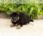Small Photo #19 Shiba Inu Puppy For Sale in MILLERSBURG, IN, USA