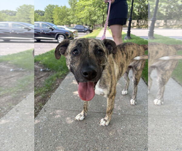Medium Photo #10 Mountain Cur-Unknown Mix Puppy For Sale in Westwood, NJ, USA