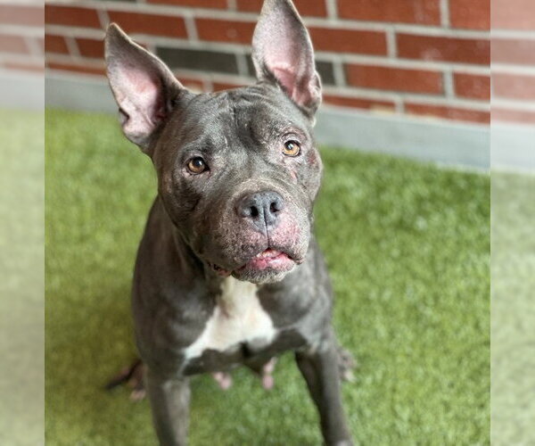 Medium Photo #1 American Pit Bull Terrier Puppy For Sale in Edmond, OK, USA