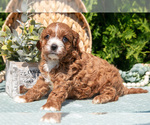 Small #4 Cavapoo