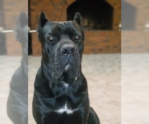 Father of the Cane Corso puppies born on 02/14/2025
