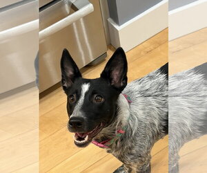 Mutt Dogs for adoption in Garden City, NY, USA