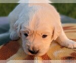 Small Photo #31 English Cream Golden Retriever Puppy For Sale in WOOSTER, OH, USA