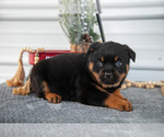 Small Photo #22 Rottweiler Puppy For Sale in BRYANT, IN, USA