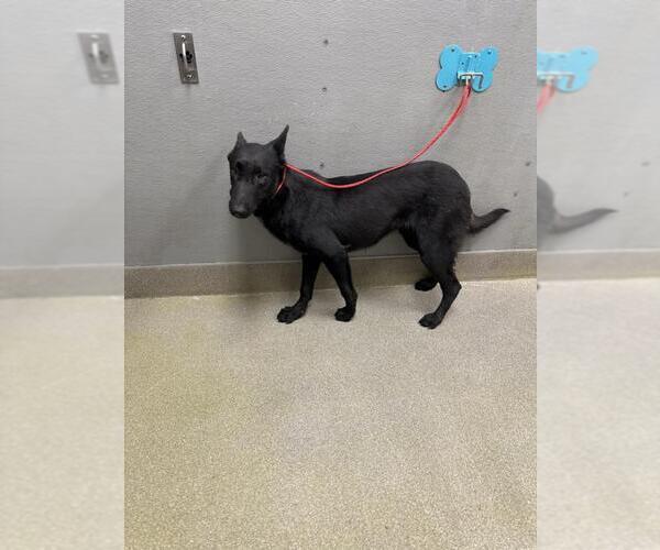 Medium Photo #1 Mutt Puppy For Sale in Las Vegas, NV, USA