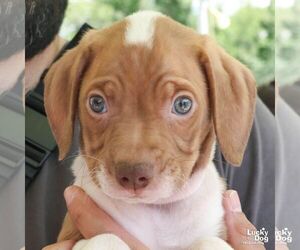Beagle-Retriever  Mix Dogs for adoption in Washington, DC, USA