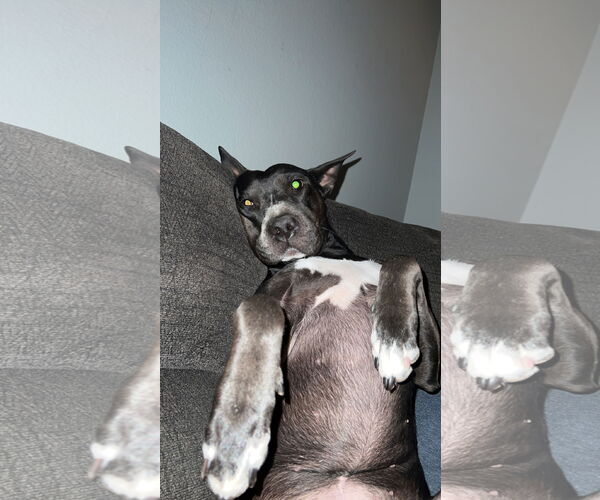 Medium Photo #4 Mutt Puppy For Sale in Chandler, AZ, USA