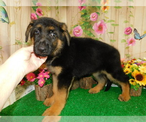 German Shepherd Dog Puppy for Sale in HAMMOND, Indiana USA