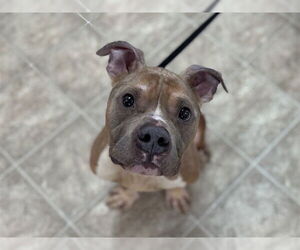 American Staffordshire Terrier-Unknown Mix Dogs for adoption in Raleigh, NC, USA