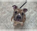 Small American Staffordshire Terrier Mix