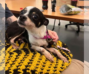 Chihuahua Dogs for adoption in Virginia Beach, VA, USA