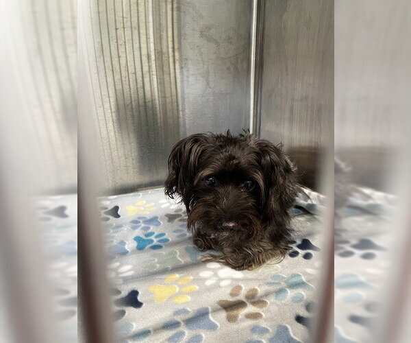 Medium Photo #1 Maltipoo (Miniature) Puppy For Sale in Pearland, TX, USA