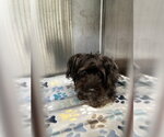 Small Maltipoo (Miniature)