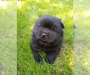 Chow Chow Puppy for sale in SHEFFIELD, IL, USA
