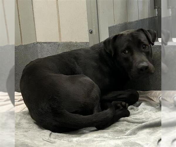 Medium Photo #1 Labrador Retriever-Unknown Mix Puppy For Sale in San Antonio, TX, USA