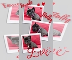 Puppy Kimmi French Bulldog