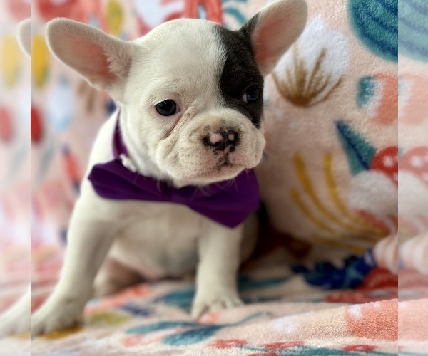 Medium Photo #1 French Bulldog Puppy For Sale in LANCASTER, PA, USA