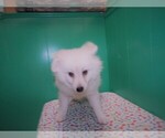 Small Photo #3 Pomeranian Puppy For Sale in PATERSON, NJ, USA