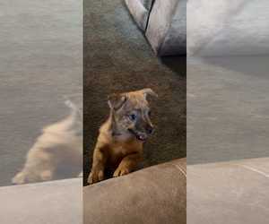 Chiranian Puppy for Sale in WEST BRANCH, Michigan USA