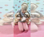 Small #3 Shih Tzu