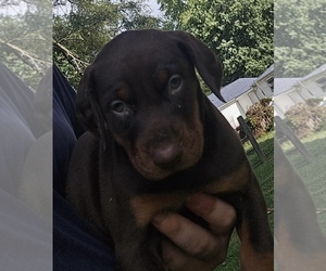 Doberman Pinscher Puppy for sale in SHELBYVILLE, IN, USA