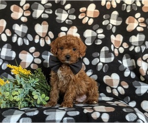 Cavapoo Puppy for sale in NEW PROVIDENCE, PA, USA