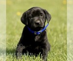 Small Labrador Retriever