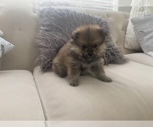 Pomeranian Puppy for sale in EVANS, CO, USA