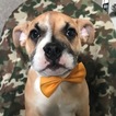 Small English Bulldog-French Bulldog Mix