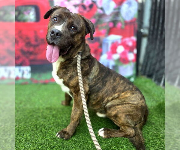 Medium Photo #2 Akita-Mastiff Mix Puppy For Sale in Long Beach, CA, USA