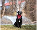 Small Photo #3 Labrador Retriever-Retriever  Mix Puppy For Sale in Unionville, PA, USA
