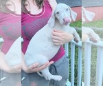 Small Photo #78 Great Dane Puppy For Sale in SPRAGGS, PA, USA