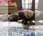 Small #10 Aussiedoodle
