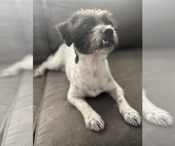 Medium Photo #3 Maltese-Unknown Mix Puppy For Sale in St. Louis Park, MN, USA