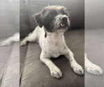 Small #2 Maltese Mix