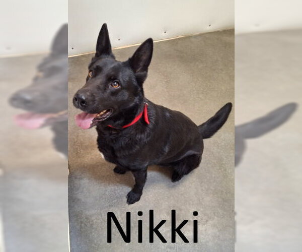Medium Photo #2 German Shepherd Dog-Unknown Mix Puppy For Sale in Mountain View, AR, USA