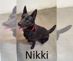 Small #1 German Shepherd Dog Mix
